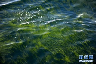 （图文互动）（3）记者手记：亲历莫克兰海沟的大规模藻华现象