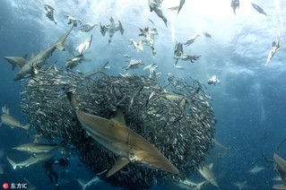 南非沙丁鱼群遭鲨鱼及塘鹅双双夹击【5】