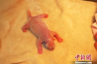 成都大熊猫“科琳”产下一只雄性大熊猫宝宝（图）