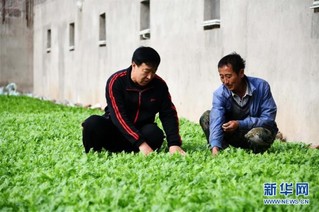 （百城百县百企调研行·图文互动）（7）瞧瞧这些村咋富起来的——黑龙江省牡丹江市发展特色精品农业促农增收
