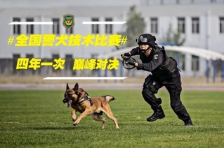 警犬贴了创可贴走红,表情包都出了…网友:这是男子汉的勋章!