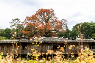 泉州德化洪田村:古枫红胜二月花