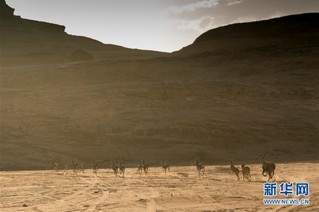 （国际）（2）沙特启动古城欧拉旅游建设工程