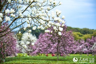 花海,茶园,随着气温回升,凤凰沟景色如画,游客徜徉其中,尽情享受春天