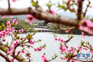 （春季美丽生态）（3）“桃花故里”赏桃花