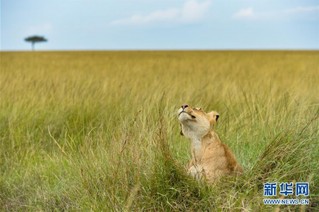 （国际）（6）肯尼亚马赛马拉国家保护区掠影