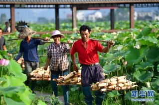 （经济）（3）广西柳州：打造美丽荷塘  助力乡村脱贫