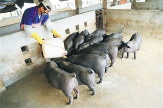养殖户给定安黑猪喂食.