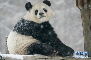 （社会）（7）大熊猫享受“雪季”