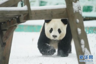 （社会）（6）大熊猫享受“雪季”