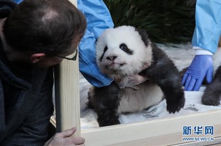 （国际）（5）在德出生大熊猫双胞胎命名为“梦想”“梦圆”
