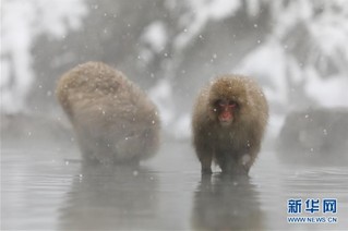 （国际）（4）日本长野：雪猴惬意享温泉