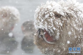 （国际）（3）日本长野：雪猴惬意享温泉