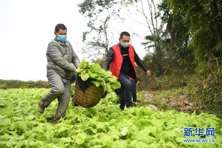 （聚焦疫情防控）（2）重庆：疫情下的乡村蔬菜配送小队
