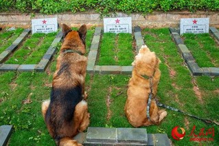 退役军犬“威武”（左）和“金威”（右）怀念同年战友“闪电”。