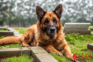 退役军犬“威武”趴在同年战友“闪电”的墓碑前久久不愿离去。