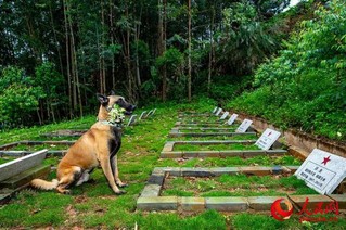 军犬“凯特”向逝去的老战友献花。