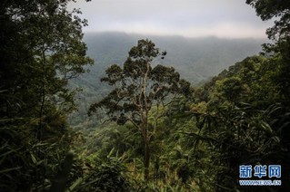 （社会）（13）海南热带雨林国家公园：打造自贸港生态名片