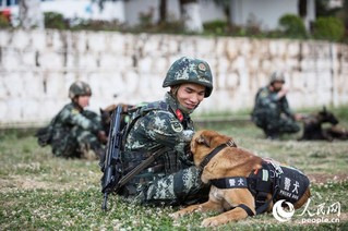 训导员在训练后为警犬按摩。