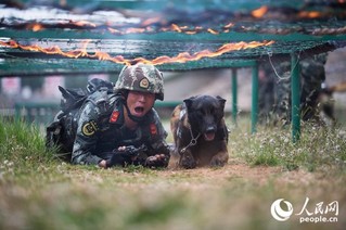 警犬与训导员进行人犬协同通过障碍训练。