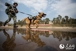 警犬与训导员一起进行3公里武装奔袭。