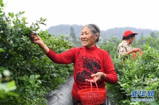 （社会）（1）蓝莓产业助农增收