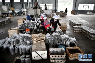 （经济）（1）江西赣州：茶树菇产业助农增收