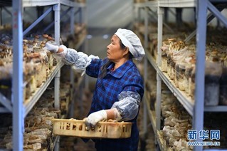 （经济）（6）江西赣州：茶树菇产业助农增收