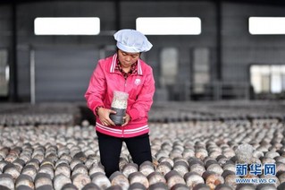 （经济）（5）江西赣州：茶树菇产业助农增收