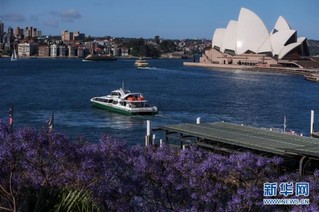 （国际）（6）悉尼：蓝花楹盛放