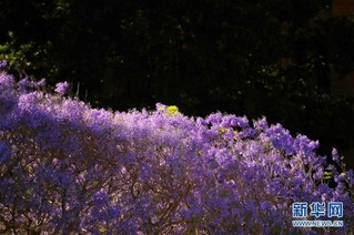 （国际）（5）悉尼：蓝花楹盛放