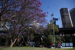 （国际）（9）悉尼：蓝花楹盛放