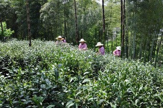 茶园。