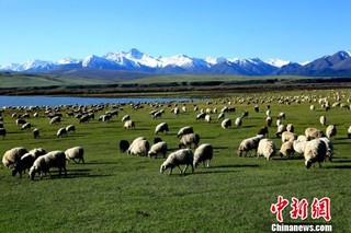 甘肃山丹马场初夏草原“风吹草低见牛羊”