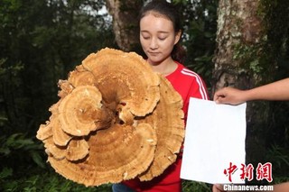 云南普洱现巨型蘑菇 大小堪比簸箕周长近1.8米