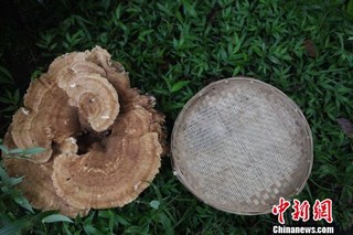 云南普洱现巨型蘑菇 大小堪比簸箕周长近1.8米