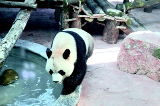 大熊猫"星宝"在黔灵公园大熊猫馆适应新环境.