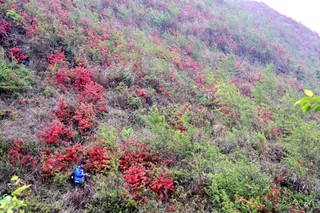 镇宁发现千亩杜鹃花