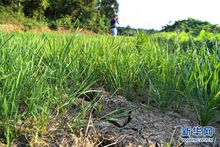 （图文互动）（6）湖南2.5万人因旱遭遇饮水难 201万亩农作物受旱