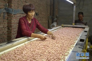 （经济）（2）河北邢台：花生“订单种植”助农家致富