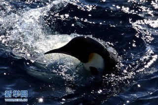 （“雪龙”探南极）（4）“雪龙”号船边的南极企鹅