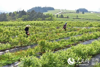 4月18日,在贵州省黔东南苗族侗族自治州丹寨县兴仁镇烧茶村蓝莓种植