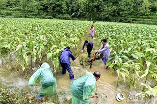 德保县各乡镇人口_德保县地图各乡镇地图