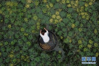（社会）（1） 浙江湖州：秋风起 采菱忙