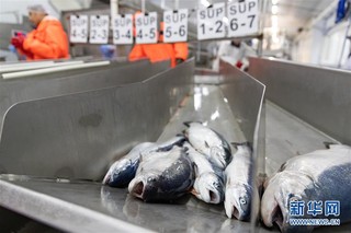 （国际·图文互动）（3）通讯：“希望我们的鲑鱼能赢得中国消费者的喜爱”——俄罗斯水产养殖公司养殖场参观记