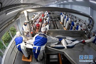 （国际·图文互动）（6）通讯：“希望我们的鲑鱼能赢得中国消费者的喜爱”——俄罗斯水产养殖公司养殖场参观记