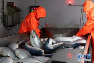 （国际·图文互动）（7）通讯：“希望我们的鲑鱼能赢得中国消费者的喜爱”——俄罗斯水产养殖公司养殖场参观记