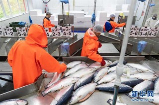 （国际·图文互动）（5）通讯：“希望我们的鲑鱼能赢得中国消费者的喜爱”——俄罗斯水产养殖公司养殖场参观记