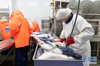 （国际·图文互动）（4）通讯：“希望我们的鲑鱼能赢得中国消费者的喜爱”——俄罗斯水产养殖公司养殖场参观记