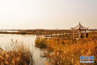 （环境）（3）内蒙古托克托县：黄河两岸秋色美